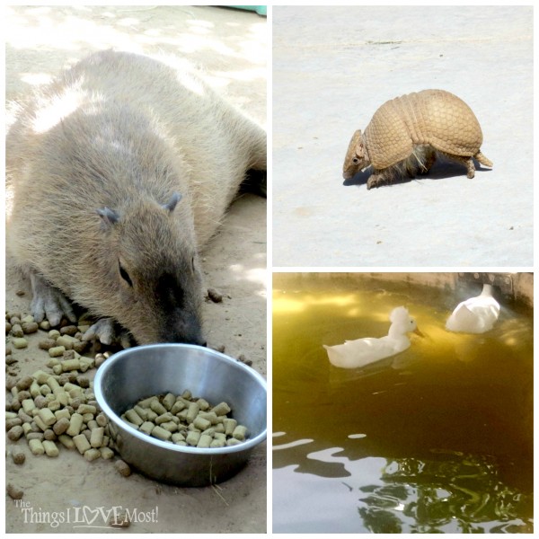 Roos-N-More Zoo in Moapa Nevada | www.thethingsilovemost.com