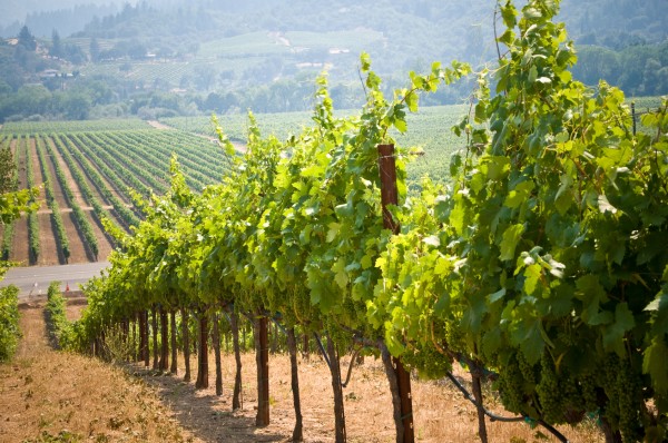 Summer Road Trips in the West - Vineyards in Napa, California