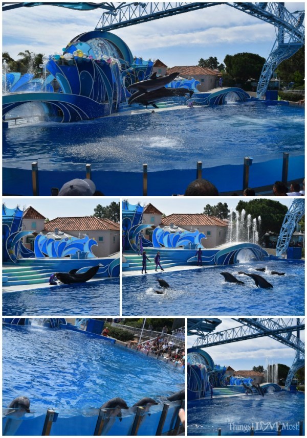 Dolphin Show at SeaWorld