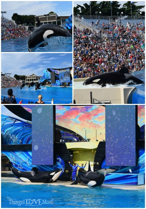 Shamu Show at SeaWorld