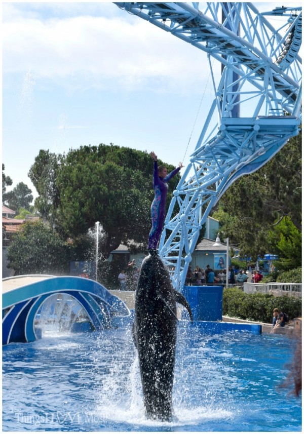 Dolphins at SeaWorld