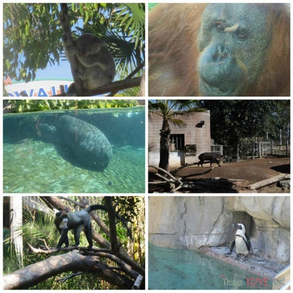 San Diego Zoo - Kid Free October