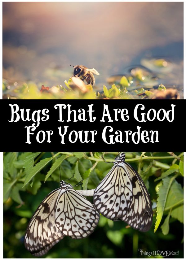 Bugs That Are Good For Your Garden