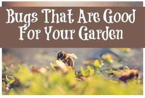 Bugs That Are Good For Your Garden