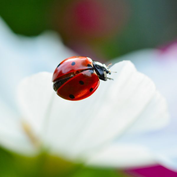 Bugs That Are Good For Your Garden