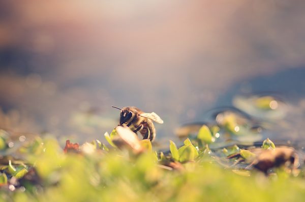 Closeup photo of honey bee a sunny day