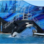 SeaWorld – A Perfect Place to Visit {Especially in October}