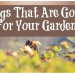 Bugs That Are Good For Your Garden